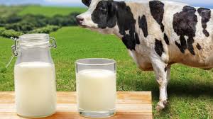 Cow Milk